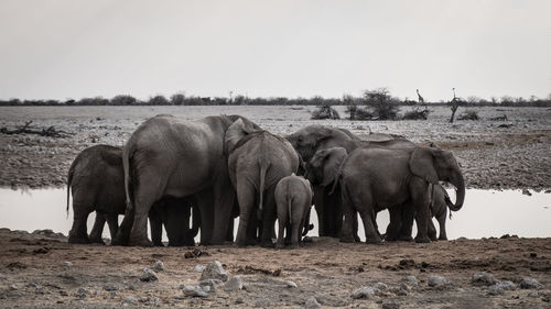 Elephant walking in a field