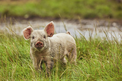 Portrait of pig on field