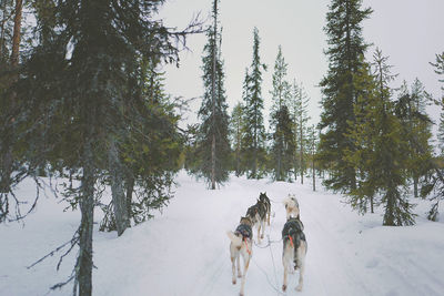 Sled dogs on snow covered landscape