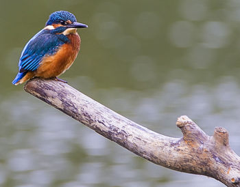 Bird perching on railing
