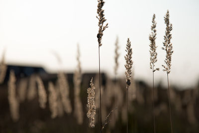 Close-up of plants growing on field