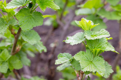 Close-up of fresh green leaves