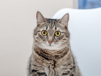 Portrait of tabby cat against white background