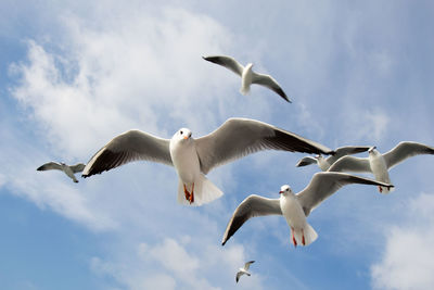 Low angle view of seagulls flying against sky