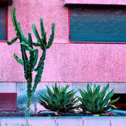 Plants on pink. cactus outdoors. pink wall. minimal