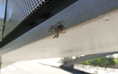 High angle view of fly on railing