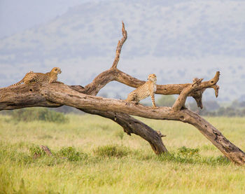 Two cheetahs on a tree - amboseli nationalpark, kenya, africa