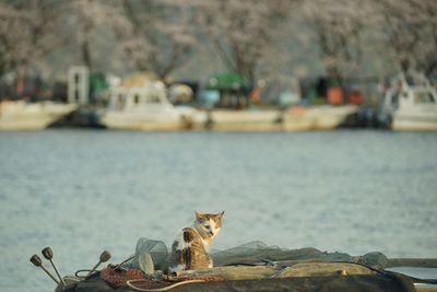 Cat living in okishima island with cherry blossom in full bloom