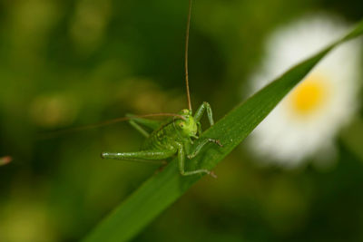 Close-up of insect on plant