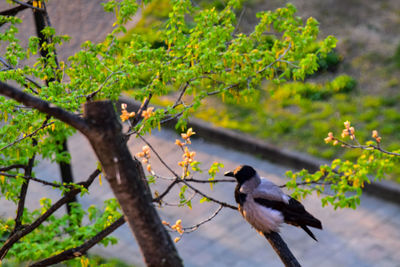 Bird perching on a tree