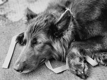 Close-up of dog
