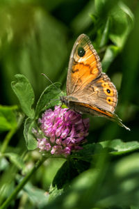 Close-up of butterfly on flower