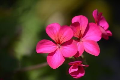 Close-up of pink flowers blooming outdoors