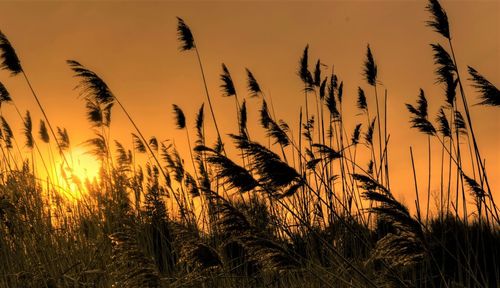 Silhouette plants growing on field against orange sky