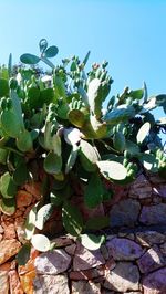 Low angle view of prickly pear cactus against clear sky