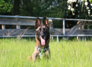 Dog running on field