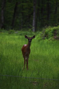 Deer in forest