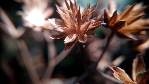 Close-up of flowers