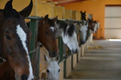 Close-up of horses in stables