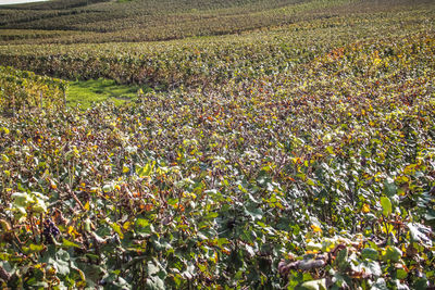 Plants growing on field