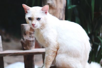 Portrait of white cat standing outdoors