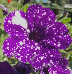 Close-up of wet purple flowering plant