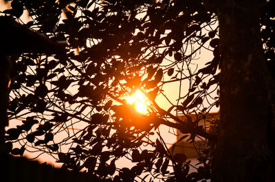 Low angle view of silhouette tree against sky during sunset