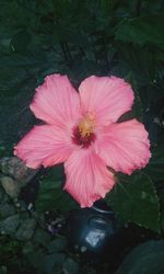 Close-up of pink flower blooming outdoors