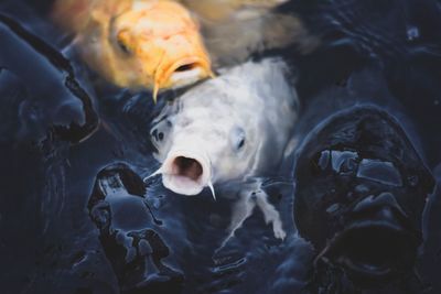 High angle view of fish swimming in sea