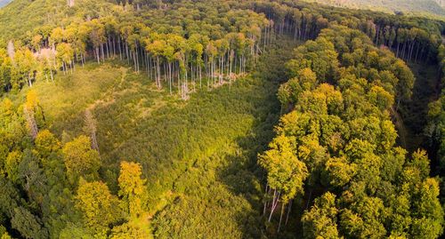 High angle view of trees in forest