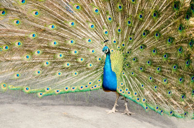 Peacock feathers