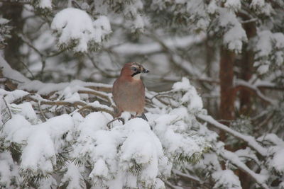 Bird perching on snow