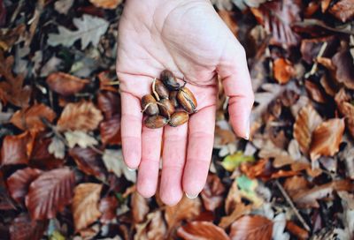 Close-up of hand holding dry berries