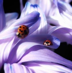 Close-up of bee on purple flower