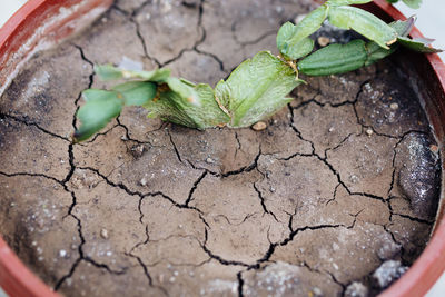 High angle view of dried leaf on land