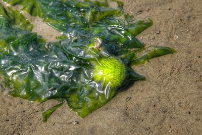 High angle view of leaf on beach