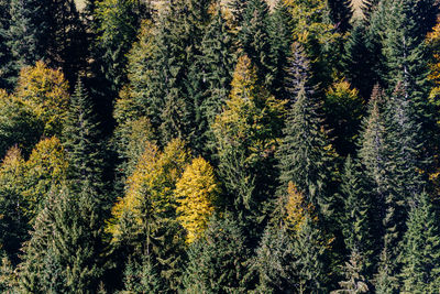 Pine trees in forest