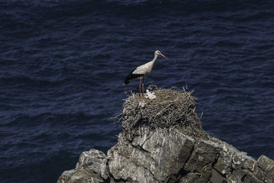 Stork perching on rock