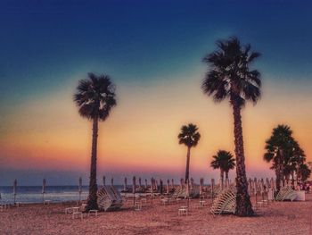 Palm trees at sunset