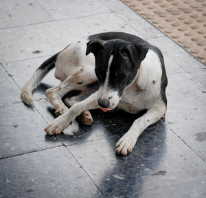 High angle view of dog lying on footpath