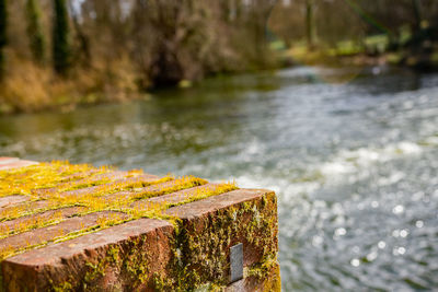 Close-up of plant growing on wood against lake