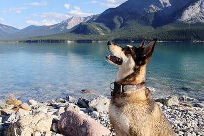 Dog standing by lake