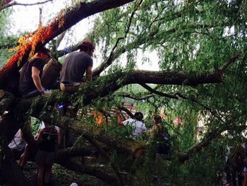 Low angle view of trees