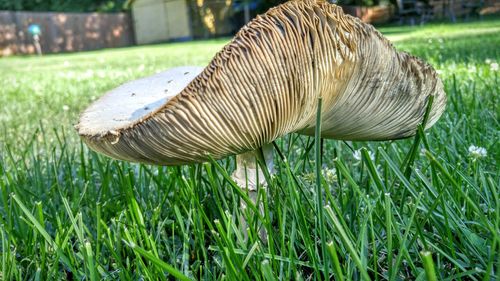 Close-up of zebra on field