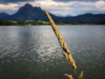 Close-up of plant against lake