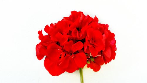 Close-up of red flower over white background