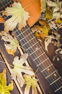 High angle view of maple leaf on leaves