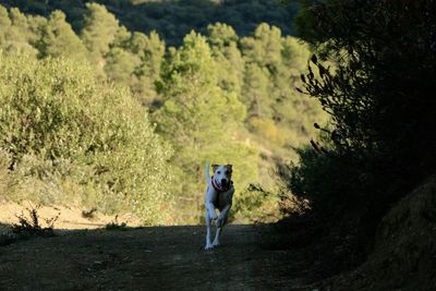 Dog running on field