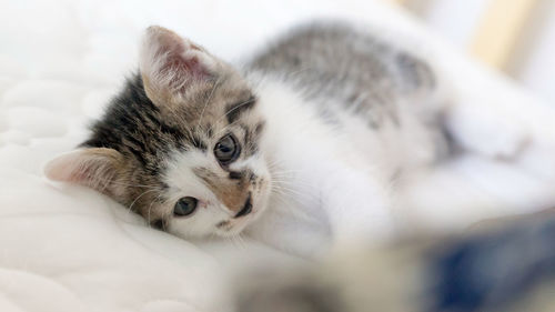 Close-up of a cat resting on bed