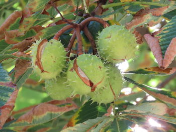 Close-up of fruit growing on tree